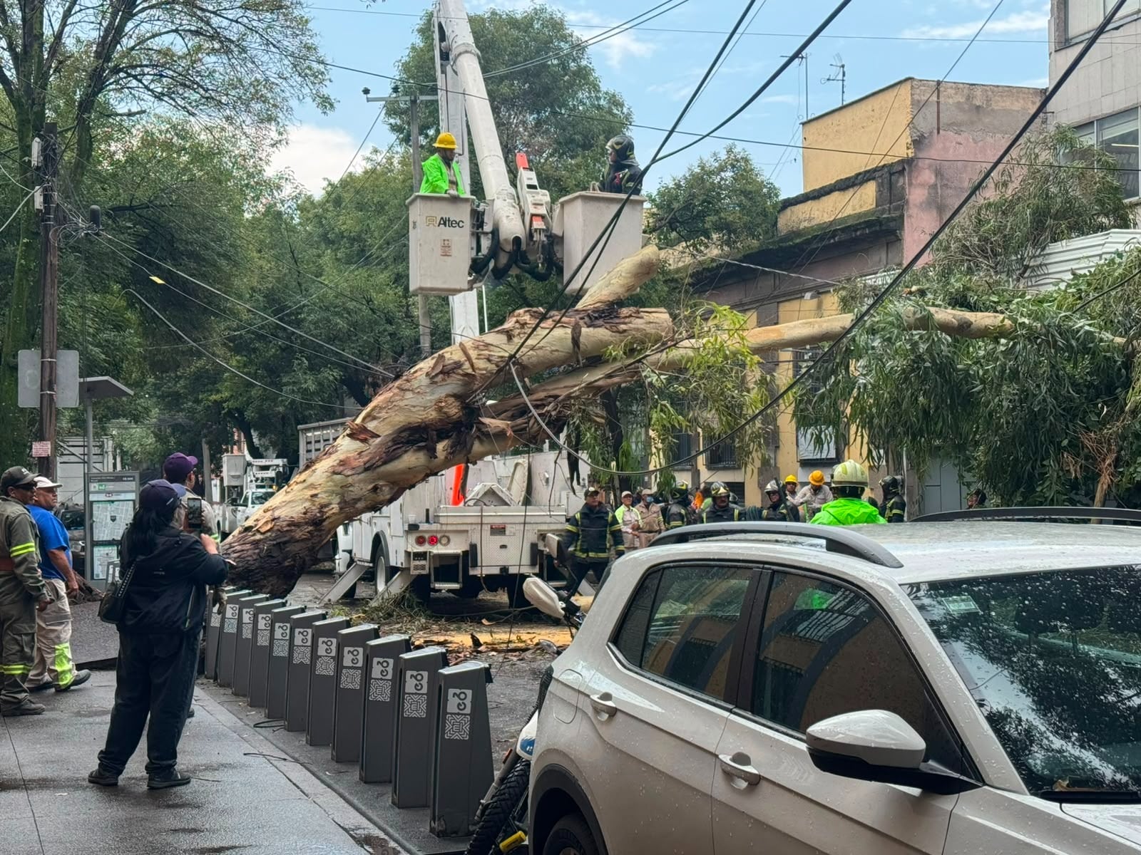 Un árbol caído. (Redes Sociales)