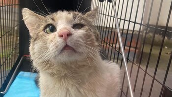 Herbie encontró un hogar después