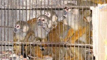 El tráfico de vida silvestre