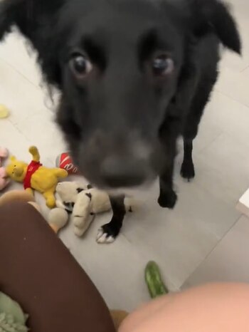 La mascota conmovió a miles