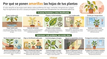 Infografía sobre causas y soluciones para hojas amarillas en plantas: riego, nutrientes, plagas, luz, temperatura y sus respectivos remedios.
