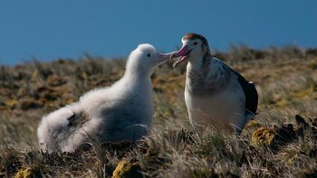 Animales, Reino animal, Especies, Cambio climático