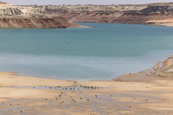Pájaros beben de las aguas
