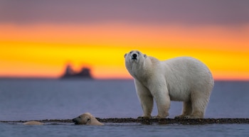 La conmemoración global busca aumentar