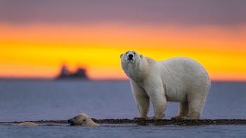 El Día Internacional del Oso