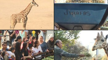 Una jirafa bebé fue presentada