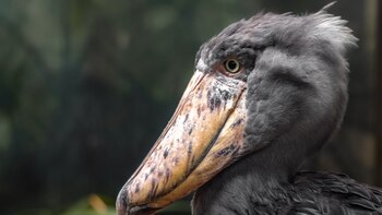 Cómo es el enigmático picozapato: