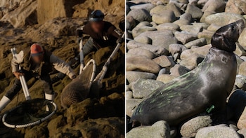 Entre redes mariposeras y camillas,