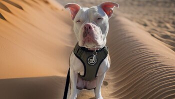 Erin notó que su perra