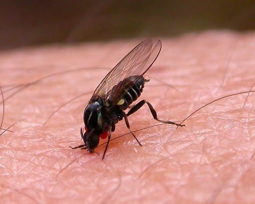 El barigüí conocido como mosca negra o jején muerde la piel y provoca molestias prolongadas en varias localidades de Buenos Aires (SEMES)