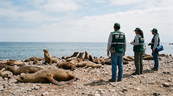 Lobos marinos en una playa rocosa. Tres personas con chalecos de Serfor observan a los animales junto al océano bajo un cielo parcialmente nublado.