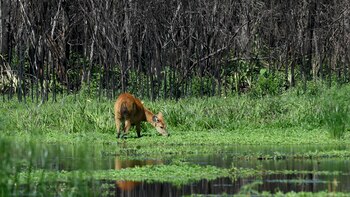 Un ciervo de los pantanos