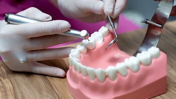 Los dientes cultivados en laboratorio