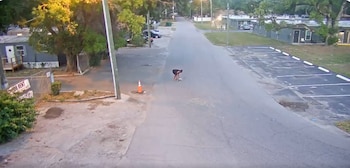 La grabación, divulgada por las autoridades, muestra a la mujer recogiendo al perro por el cuello y lanzándolo hacia una carretera dentro de un parque de casas móviles. Foto: X @HCSOSheriff