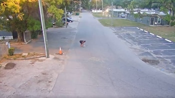 Lo arrojó al piso y murió el cachorro maltratado en Tampa: la mujer fue detenida