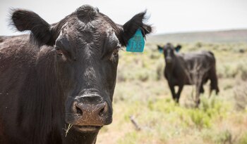 El rodeo estadounidense afronta la