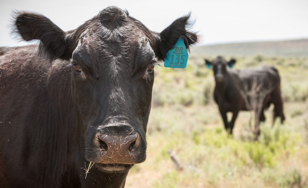 El futuro del mercado de carne vacuna en 2025: entre escasez y demanda sostenida