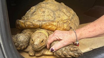 La tortuga camino varios kilómetros