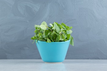 Menta. (Magnific)