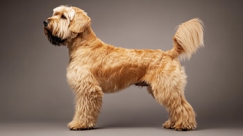 Todo lo que necesitas saber