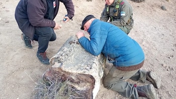 Hallaron tres bosques petrificados de 50 millones de años en Río Negro que revelan una Patagonia desconocida