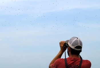 Estar en contacto con aves