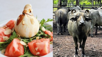 Estos son los productos con leche de búfala que Colombia exporta ahora a Estados Unidos y Chile