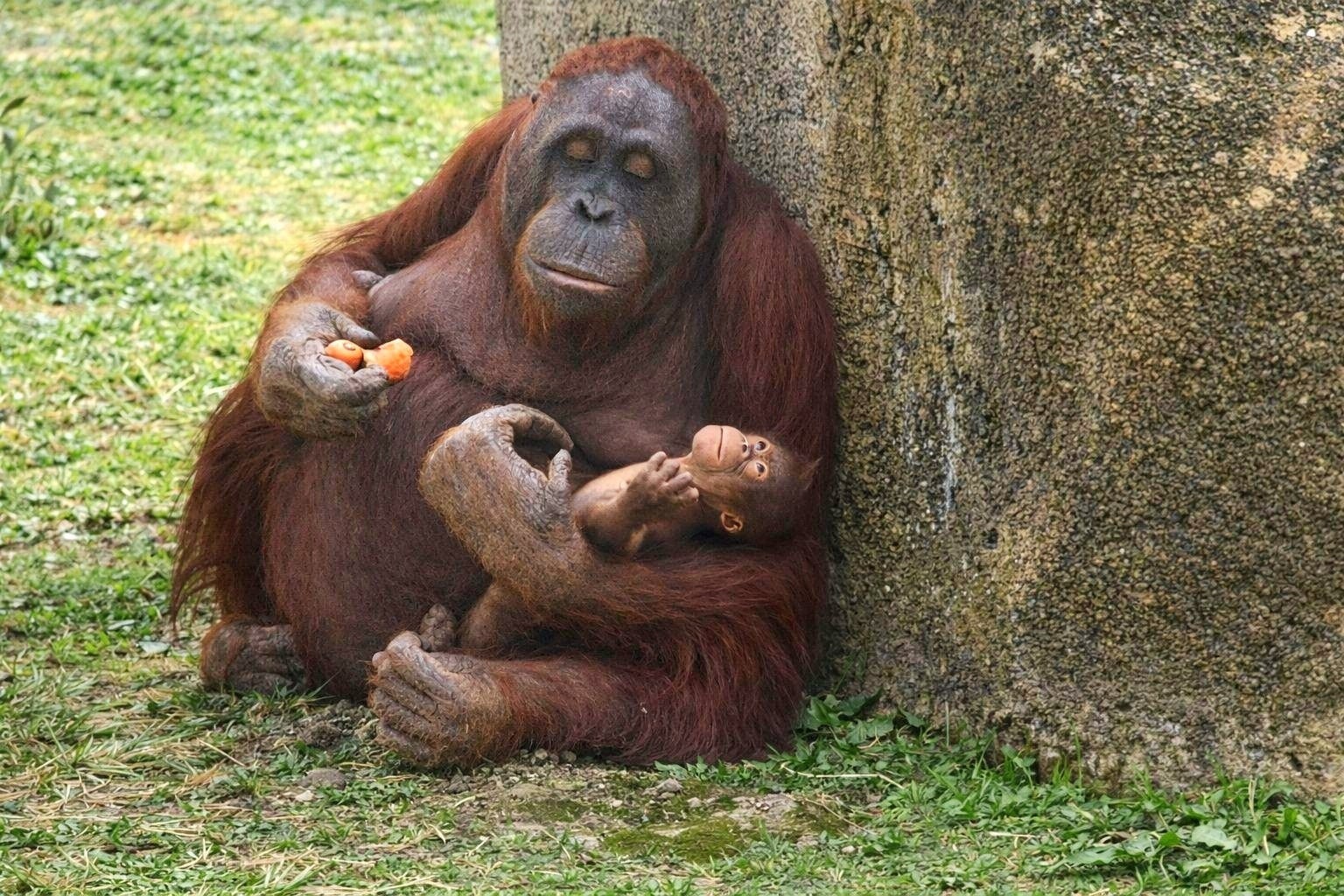 Nace un orangután de Borneo en Zoo Aquarium de Madrid. (Zoo Madrid/Europa Press)