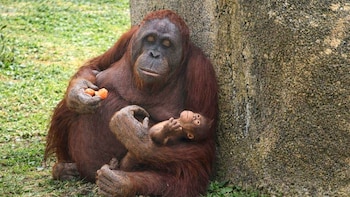Nace una cría de orangután de Borneo en el Zoo de Madrid: la especie se encuentra en peligro crítico de extinción