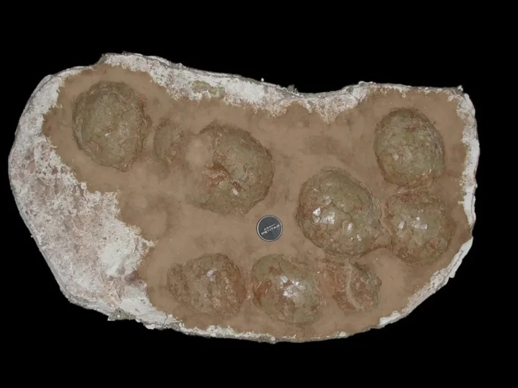 Los titanosaurios depositaban huevos de un tamaño similar al de una pelota de vóleibol (Darla Zelenitsky)