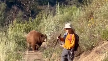 Un excursionista enfrentó un ataque de oso en un sendero del Bosque Nacional de California