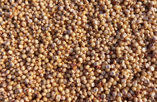 El sorgo es un grano antiguo menos habitual fuera de algunas regiones y tiene potencial nutricional (mundorganic.com)