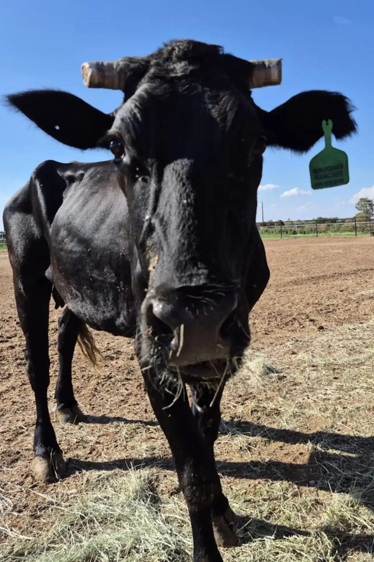 (Fotos: Santuario de Animales de Granja de Aimee / Facebook)