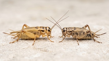 Dos grillos de perfil sobre una superficie beige clara y rugosa, situados uno frente al otro con las antenas cruzadas.