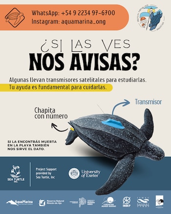 Ilustración de una tortuga laúd oscura con un transmisor satelital azul en el caparazón y una etiqueta amarilla numerada en una aleta trasera