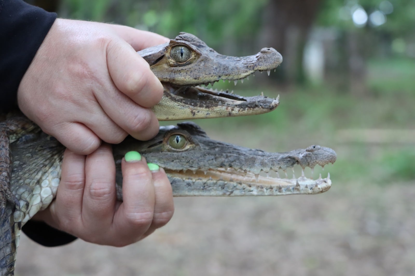 En el país habitan el cocodrilo americano, que puede superar los cuatro metros, y el caimán de anteojos o babillo, de menor tamaño. Tomada de MiAmbiente