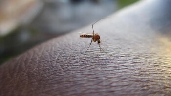 Alerta por chikungunya en Honduras: reportan 25 casos sospechosos