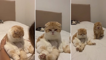 Donato, el gato viral de