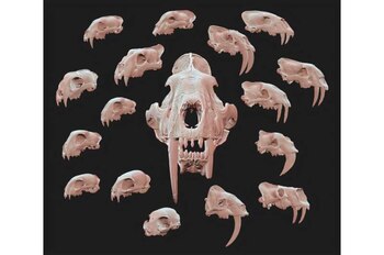 Un cráneo de hace más de cinco millones de años desafía las ideas previas sobre la evolución de los dientes de sable (Universidad de California - Berkeley)