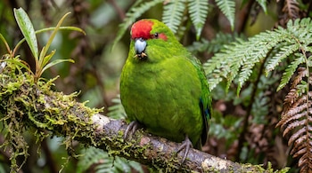Pájaro verde con corona roja y pico gris, posado en una rama con musgo. El ave sostiene un objeto claro en el pico. Fondo de hojas y helechos verdes.