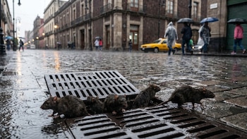 Las lluvias inundan el drenaje de la CDMX y las ratas buscan tu casa: las enfermedades que traen y cómo cerrarles el paso