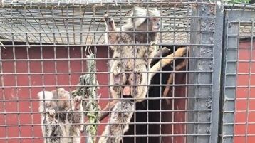 En Misiones, más de 100 animales exóticos fueron liberados tras una intervención en una clínica veterinaria (Ministerio de Seguridad de Misiones/NA)