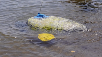 El monitoreo satelital de tortuga prieta busca fortalecer la colaboración regional en la conservación marina del Pacífico Oriental. (Cortesía: Fondo de Inversión Ambiental de El Salvador)