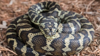 Rescatan a pitón alfombra australiana de dos metros que apareció en un domicilio en Álvaro Obregón