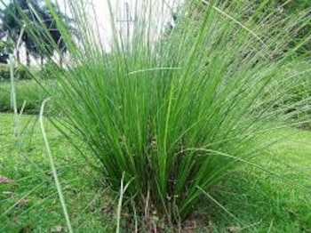 Consumir té de zacate de