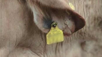 Los localizadores habrían estado colocados en los aretes. Crédito: FGJEM