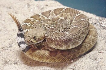 Un estudio enfoca el papel