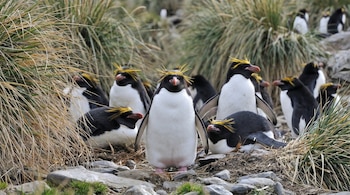 Un grupo de pingüinos de penacho amarillo se encuentra sobre terreno rocoso y entre vegetación alta de color verde y marrón, con varios individuos visibles.