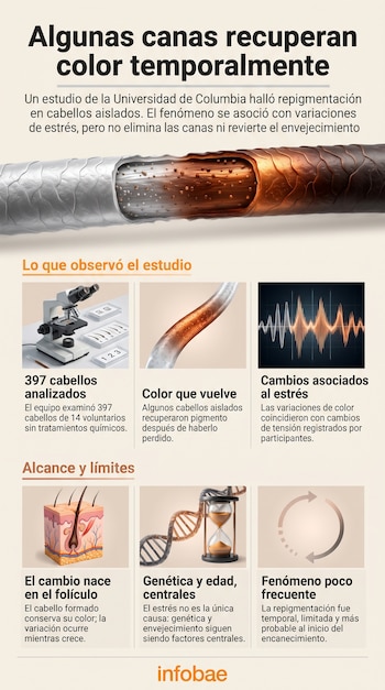 Infografía con la ilustración de una fibra capilar seccionada, iconos de microscopio, ondas, folículo, reloj de arena y textos explicativos.