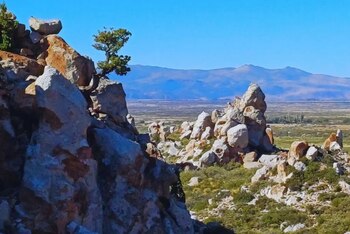 Restauración de bosques con semillas